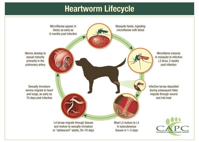 is it ok to adopt a dog with heartworms