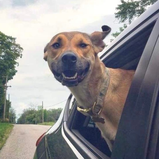 When Your Dog Doesn’t Love the Car