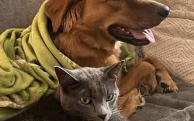 Integrating your new dog with an existing cat