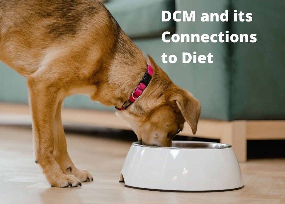 DCM and its Connections to Diet