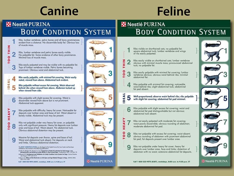 Weight Management and Your Dog!